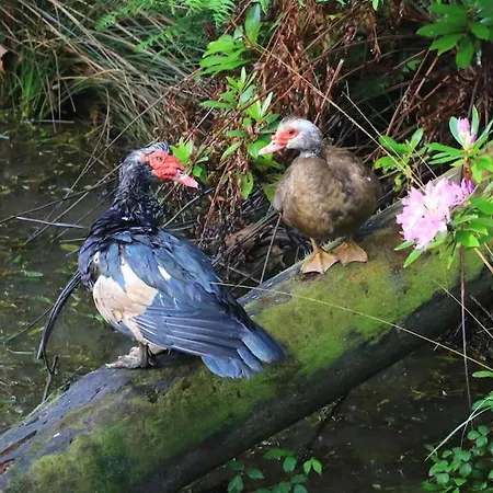 Au Coeur De La Foret Des Landes De Gascogne