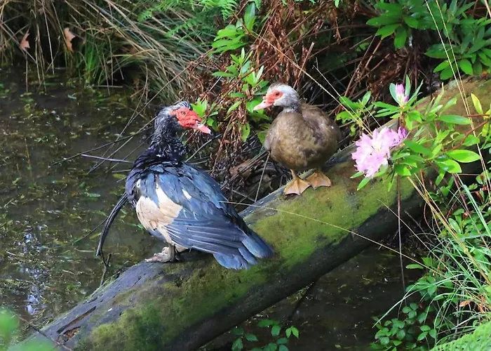 Au Coeur De La Foret Des Landes De Gascogne